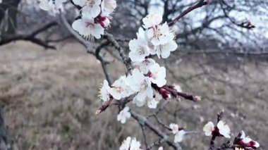 Çiçek açmış bir badem bahçesi manzarası. Bahar mevsiminde çiçek açan Badem Bahçesi. Alacakaranlıkta beyaz badem çiçekleri. Bahçe ve meyve bahçesi konsepti.