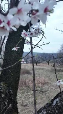 Dal üzerinde badem çiçeklerinin açılışı. Meyve bahçesindeki bir sıra badem ağacının manzarası. Geçmişe odaklan. Tarım ve bahçıvanlık kavramı.