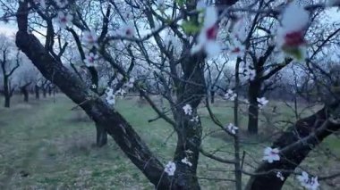 Çiçek açmış bir badem bahçesi manzarası. Badem ağacı bahçesi baharda çiçek açar. Rüzgardaki bir dalda beyaz badem çiçek açar. Tarım ve meyve bahçesi kavramı. Bir tacın görünüşü