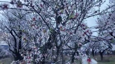 Çiçek açmış bir badem bahçesi manzarası. Badem ağacı bahçesi baharda çiçek açar. Dal üzerinde beyaz badem çiçek açar. Tarım ve meyve bahçesi çiftliği kavramı. Çiçekli bir badem ağacının manzarası, kapat