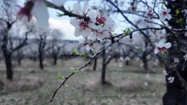 Çiçek açmış bir badem bahçesi manzarası. Badem ağacı bahçesi baharda çiçek açar. Gün batımında beyaz badem dalda çiçek açar. Çiftçilik ve meyve bahçesi kavramı. Yakın plan..