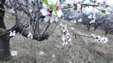 Çiçek açmış bir badem bahçesi manzarası. Badem ağacı bahçesi baharda çiçek açar. Gün batımında beyaz badem dalda çiçek açar. Çiftçilik ve meyve bahçesi kavramı. Yakın plan..
