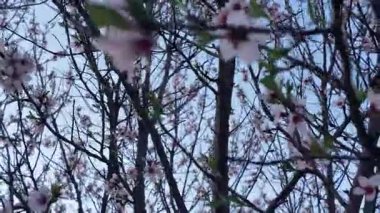 Çiçek açmış bir badem bahçesi manzarası. Badem ağacı bahçesi baharda çiçek açar. Gün batımında beyaz badem dalda çiçek açar. Çiftçilik ve meyve bahçesi kavramı. Bir çiçeğin tepe örtüsünün görüntüsü