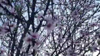 Çiçek açmış bir badem bahçesi manzarası. Badem ağacı bahçesi baharda çiçek açar. Alacakaranlıkta beyaz badem çiçek açar. Bahçe ve meyve bahçesi kavramı. Yakın plan..