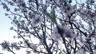 Çiçek açmış bir badem bahçesi manzarası. Bahar mevsiminde çiçek açan Badem Bahçesi. Alacakaranlıkta beyaz badem çiçekleri. Bahçe ve meyve bahçesi konsepti.