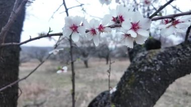 Çiçek açmış bir badem bahçesi manzarası. Badem ağacı bahçesi baharda çiçek açar. Gün batımında beyaz badem dalda çiçek açar. Çiftçilik ve meyve bahçesi kavramı. Yakın plan..