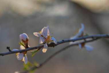 Badem ağaçlarında çiçekler. Badem bahçesinde çiçek açan badem ağaçları. İlkbaharda filizlenen ağaçlar. Yetiştirme ve meyve bahçesi çiftçiliği kavramı. Alacakaranlıkta badem ağaçlarında çiçek yaprakları.