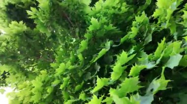 Akçaağaç taçlarına bak. Akçaağaç yaprağının yakın çekim görüntüleri. Akçaağaç ağaçlarının yoğun gölgesine bak.