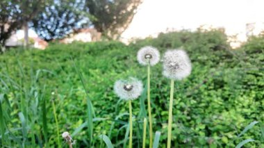 Rüzgarda karahindiba. Makro rüzgarın karahindiba esintisi. Şehir parkında karahindiba. Süper yavaş çekim. Büyü kavramı, dilekler ve arzuların yerine getirilmesi..