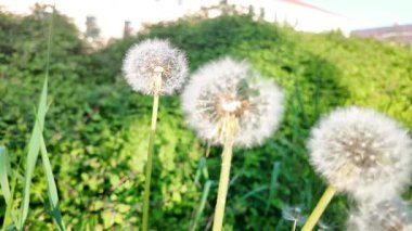 Rüzgarda açan karahindibalar. Rüzgardaki karahindibanın yakın çekimi. Karahindiba rüzgarda esiyor. Şehir parkında karahindiba. Süper yavaş çekim. Rüyalarının ve dileklerinin kavramı rüzgârda taşınacak ve nihayetinde gerçekleşecek..