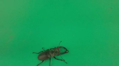 Avrupalı erkek geyik böceği krom anahtar arka planda hareket ediyor. Avrupa 'daki en büyük erkek geyik böceği Avrupa' daki en büyük böcektir. Avrupalı geyik böceği, Lucanus Cervus. Geyik boynuzlarına benzeyen erkek böceğin çenesinden gelmektedir. Şey...