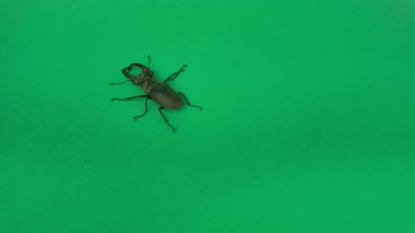 Avrupalı erkek geyik böceği krom anahtar arka planda hareket ediyor. Avrupa erkek geyik böceği (