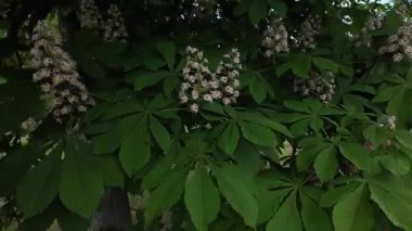 Kestane çiçekleri rüzgarda sallanıyor. Kestane çiçeklerinin panoramik görüntüsü. İlkbaharda açan kestane ağaçları kavramı. Çiçekte bahar doğası.