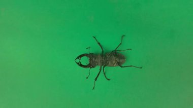 Avrupalı erkek geyik böceği kanat çırparak sırt üstü döndü. Lucanus cervus (Avrupalı erkek geyik böceği olarak da bilinir), kedigiller (Lucanidae) familyasından Batı Avrupa 'da yaşayan bir böcektir. Krom anahtar