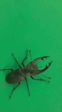 Avrupalı erkek geyik böceği krom anahtar arka planda hareket ediyor. Avrupa 'daki en büyük erkek geyik böceği Avrupa' daki en büyük böcektir. Lucanus cervus, bir geyiğin boynuzlarına benzeyen etkileyici çenesine sahip büyük bir böcek olan erkeğin görünümünden sonra isimlendirilmiştir. Bunlar.