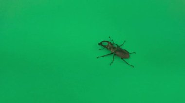 Avrupalı erkek geyik böceği krom anahtar arka planda hareket ediyor. Avrupa erkek geyik böceği (