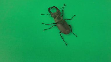 Avrupalı erkek geyik böceği krom anahtar arka planda hareket ediyor. Avrupa 'daki en büyük erkek geyik böceği Avrupa' daki en büyük böcektir. Renkleri genellikle kırmızımsı elytra ve erkeklerde kırmızı çene ile siyahtır. Cinsel açıdan dimorfik, erkekler çenelerini büyüttüler.