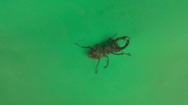 Avrupalı erkek geyik böceği sırtını döndü ve bacaklarını hareket ettirdi. Krom anahtar arka planda Avrupa geyik böceği. Lucanus cervus, Avrupa erkek geyik böceği ya da daha büyük geyik böceği olarak da bilinir, geyik böceğinin en bilinen türüdür.