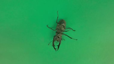 Avrupalı erkek geyik böceği sırtını döndü ve bacaklarını hareket ettirdi. Krom anahtar arka planda Avrupa geyik böceği. Lucanus cervus, Avrupa erkek geyik böceği ya da daha büyük geyik böceği olarak da bilinir, geyik böceğinin en bilinen türüdür.