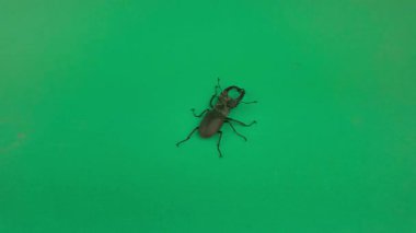 Avrupalı erkek geyik böceği krom anahtar arka planda hareket ediyor. Avrupa 'daki en büyük erkek geyik böceği Avrupa' daki en büyük böcektir. Avrupalı erkek geyik böceği Lucanus Cervus hayal gücünü ateşler. Adını erkek böceğin çenesinden almıştır.