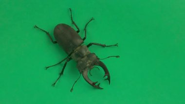 Avrupalı erkek geyik böceği krom anahtar arka planda hareket ediyor. Avrupa 'daki en büyük erkek geyik böceği Avrupa' daki en büyük böcektir. Lucanus Cervus Avrupa 'nın en büyük böceği. Haziran ayının başından itibaren sıcak akşamlarda, genellikle nem yüksek olduğunda