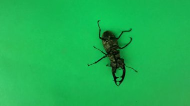 Avrupa geyik böceği yeşil arka planda baş aşağı duruyor. Krom anahtar arka planda Avrupa geyik böceği. Nesli tükenmekte olan böcek türü kavramı..
