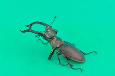 Renkli bir arka planda Avrupa uzun boynuzlu böceğinin makro görüntüsü. Avrupalı erkek bir uzun boynuzlu böceğin yakın çekimi. Yeşil arka planda Avrupa uzun boynuzlu böceği. Nesli tükenmekte olan türler ve korunan böcekler kavramı.