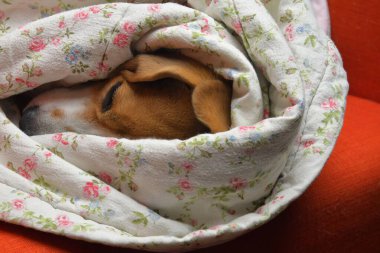 Tatlı bir av köpeği ve uzun kulakları. Bir av köpeğinin uzun kulakları. Battaniyeye sarılmış bir av köpeği. Evcil hayvan konsepti.