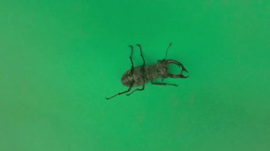 Avrupa geyik böceği yeşil arka planda baş aşağı duruyor. Krom anahtar arka planda Avrupa geyik böceği. Nesli tükenmekte olan böcek türü kavramı.