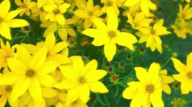 Sarı çiçeklerle dolu bir çayır manzarası. Makro çekim, yakın çekim, üst görüş. Coreopsis (ayrıca Tickseed olarak da bilinir), Asteraceae familyasından bir çicek türü. Canlı, papatya gibi çiçekleriyle hayran olunan popüler bahçe bitkileridir.