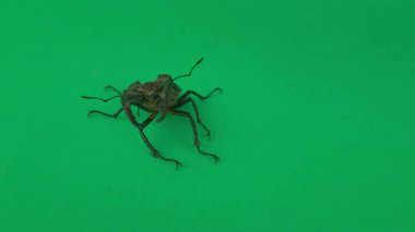 Yeşil arka planda Avrupa geyik böceği. Krom anahtar arka planda Avrupa geyik böceği. Nesli tükenmekte olan böcek türü kavramı.