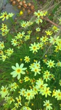 Beyaz bitkilerle dolu bir çiçek tarlası manzarası. Makro çekim, yakın çekim, üst görüş. Yazın çayır ve bahçe kavramı. Coreopsis verticillata 'nın yaygın İngilizce isimleri iplik yaprağı coreopsis ve sarkık koreopsis' tir. Aynı zamanda bazen de...