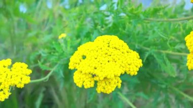 Sarı bitkilerle dolu bir çiçek tarlası manzarası. Makro çekim, yakın çekim, üst görüş. Yaz tarlası ve bahçe kavramı. Achillea, Asteraceae familyasından bir bitki cinsidir. Resim sarı bir çeşitlilik tasvir ediyor