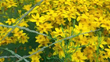 Sarı bitkilerle dolu bir çiçek tarlası manzarası. Makro çekim, yakın çekim, üst görüş. Yaz tarlası ve bahçe kavramı. Coreopsis (ayrıca Tickseed olarak da bilinir), Asteraceae familyasından bir çicek türü. Bunlar popüler bahçe bitkileri.