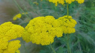 Sarı bitkilerle dolu bir çiçek bahçesi manzarası. Makro çekim, yakın çekim, üst görüş. Yazın çayır ve bahçe kavramı. Achillea filisardulina, filizgiller (Felidae) familyasından Asya 'da yetişen bir bitki türü.
