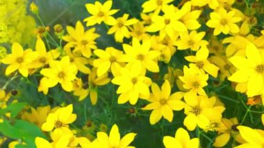 Sarı bitkilerle dolu bir çayır manzarası. Makro çekim, yakın çekim, üst görüş. Coreopsis, Asteraceae familyasından bir bitki cinsidir. Yaygın isimler kalliopsis ve kene çekirdeği içerir.
