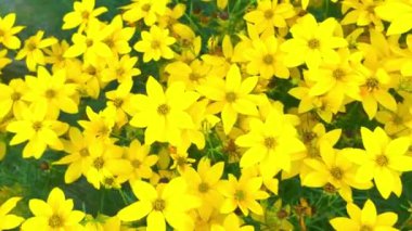 Sarı bitkilerle dolu bir çiçek tarlası manzarası. Makro çekim, yakın çekim, üst görüş. Yazın çayır ve bahçe kavramı. Coreopsis (ayrıca Tickseed olarak da bilinir), Asteraceae familyasından bir çicek türü. Bunlar popüler bahçe bitkileri.