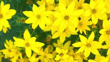 Sarı bitkilerle dolu bir çiçek bahçesi manzarası. Makro çekim, yakın çekim, üst görüş. Bir yaz çayırı ve bahçesi kavramı. Coreopsis, Asteraceae familyasından bir bitki cinsidir. Yaygın isimler kalliopsis ve kene çekirdeği içerir.