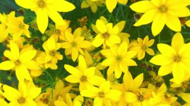 Sarı çiçeklerle dolu bir çayır manzarası. Makro çekim, yakın çekim, üst görüş. Coreopsis (ayrıca Tickseed olarak da bilinir), Asteraceae familyasından bir çicek türü. Canlı, papatya gibi çiçekleriyle hayran olunan popüler bahçe bitkileridir.