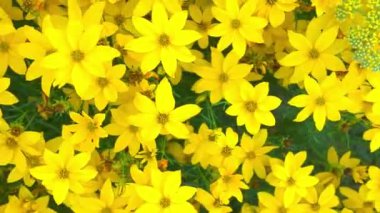 Sarı bitkilerle dolu bir çiçek tarlası manzarası. Makro çekim, yakın çekim, üst görüş. Yazın çayır ve bahçe kavramı. Coreopsis (ayrıca Tickseed olarak da bilinir), Asteraceae familyasından bir çicek türü. Bunlar popüler bahçe bitkileri.