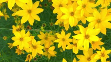 Sarı bitkilerle dolu bir çiçek bahçesi manzarası. Makro çekim, yakın çekim, üst görüş. Bir yaz çayırı ve bahçesi kavramı. Coreopsis, Asteraceae familyasından bir bitki cinsidir. Yaygın isimler kalliopsis ve kene çekirdeği içerir.