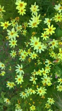 Beyaz bitkilerle dolu bir çiçek tarlası manzarası. Makro çekim, yakın çekim, üst görüş. Yazın çayır ve bahçe kavramı. Coreopsis verticillata, ayçiçeği familyasından bir Kuzey Amerika türüdür. Yaygın isimler sarkık gıdıktohumu, sarkık