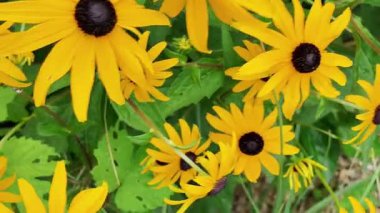 Rudbeckia, Asteraceae familyasından bir bitki cinsidir. Üst manzara, düz yatış, makro çekim. Rudbeckia çiçekleri belirgin, yükseltilmiş bir merkez disk içerir. Siyah, kahverengi tonlarda ve ikisinin arasında ortak tonlarda.