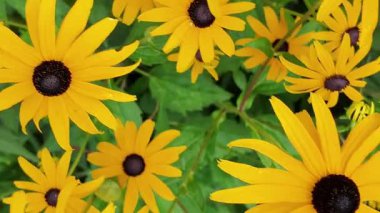 Rudbeckia hirta, Asteraceae familyasından Kuzey Amerika 'da yetişen bir çiçek bitkisidir. Üst manzara, düz yatış, makro çekim. Rudbeckia, Asteraceae familyasından bir bitki cinsidir. Üst manzara, düz