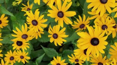 Rudbeckia, Asteraceae familyasından bir bitki cinsidir. Üst manzara, düz yatış, makro çekim. Rudbeckia çiçekleri belirgin, yükseltilmiş bir merkez disk içerir. Siyah, kahverengi tonlarda ve ikisinin arasında ortak tonlarda.