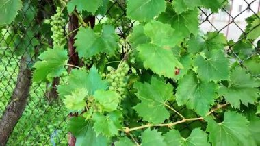 Tel örgülerin arasından büyüyen beyaz üzümler. Beyaz üzümler köy çitlerinden filizleniyor. Kırsallık, köy çiftçiliği ve köy hayatı kavramı.