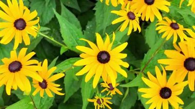 Rudbeckia, büyük sarı, turuncu veya ortasında koyu bir çember bulunan kırmızı çiçekli bir bahçe bitkisidir. Siyah gözlü Susanlar da dahil olmak üzere birçok farklı rudbeckia çeşidi vardır. Rudbeckia, Asteraceae familyasından bir bitki cinsidir. Üst