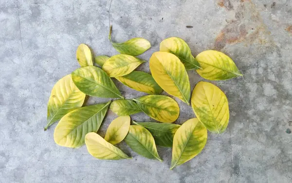 Sarımsı yeşil yapraklar yığıldı yere.