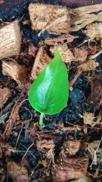 Bahçedeki genç bitki