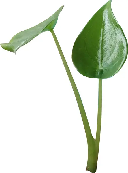 Beyaz arkaplanda yeşil yaprak izole edildi